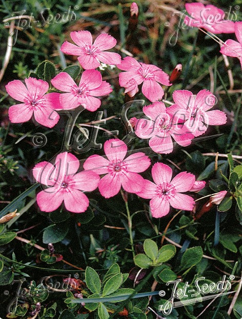 Dianthus alpinus - fjalladrottning