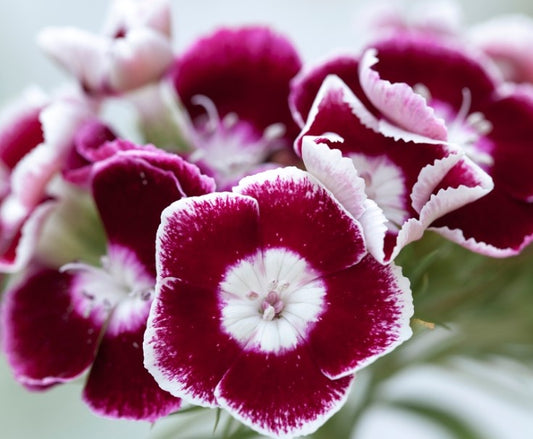 Dianthus barbatus 'Auricula Eyed Mixed' - stúdentadrottning