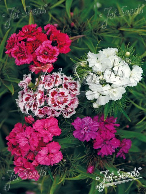 Dianthus barbatus 'Flore Pleno Nanus' - stúdentadrottning