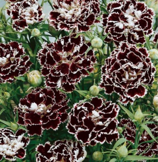 Dianthus 'Chianti Double' - kínadrottning