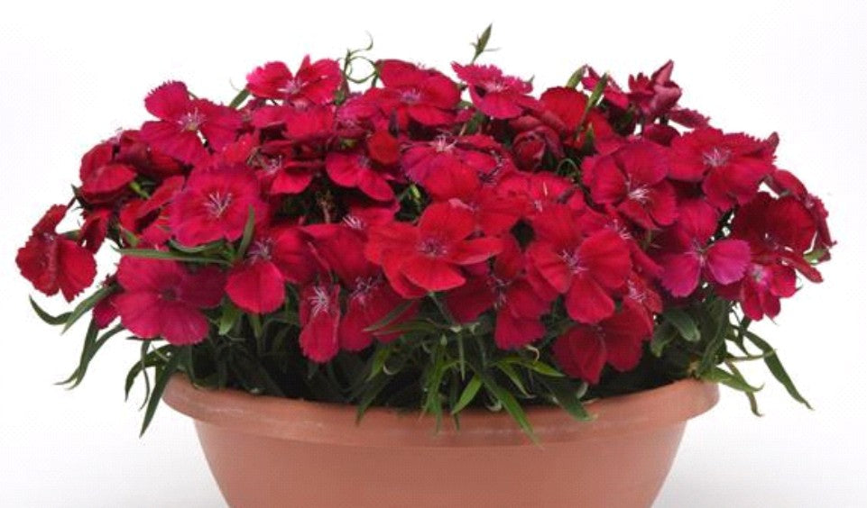 Dianthus F1 'Corona Cherry Red' - kínadrottning