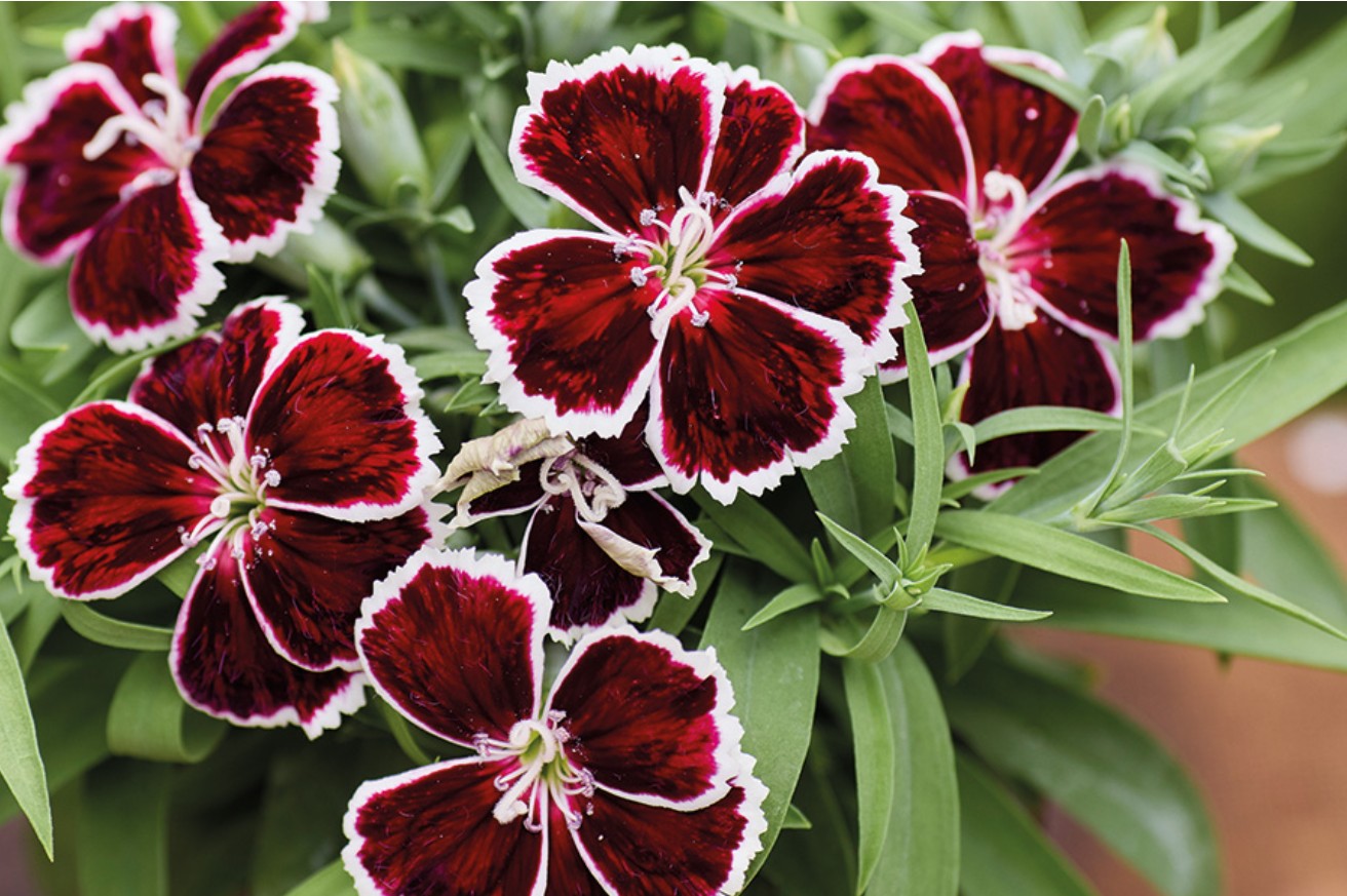Dianthus F1 'Diana Crimson Bicolour' - kínadrottning