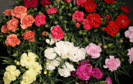 Dianthus F1 'Lillipot Mixed' - goðadrottning