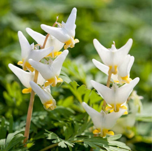 Dicentra cucullaria - vorhjarta