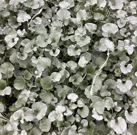 Dichondra argentea 'Silver Surfer' - silfurregn