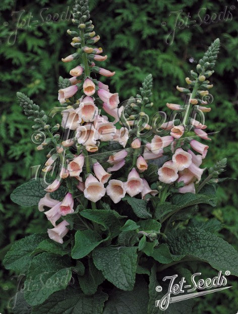 Digitalis purpurea 'Foxybee Apricot' - fingurbjargarblóm