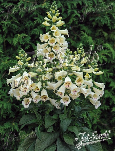 Digitalis purpurea 'Foxybee Cream' - fingurbjargarblóm