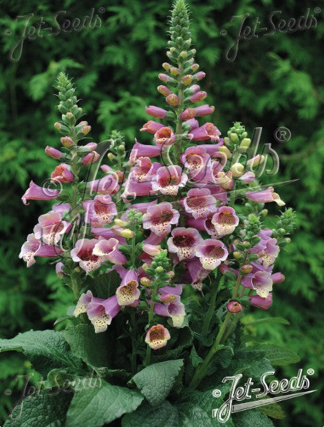 Digitalis purpurea 'Foxybee Dark Pink' - fingurbjargarblóm