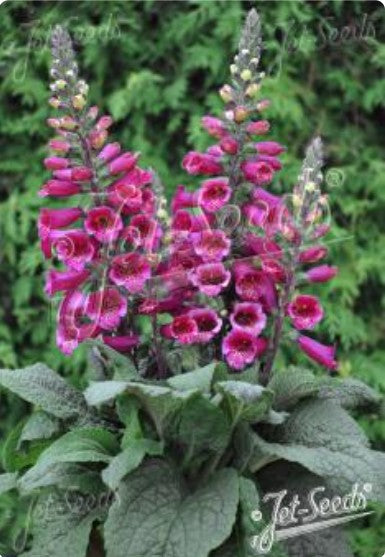 Digitalis purpurea 'Foxybee Dark Red' - fingurbjargarblóm