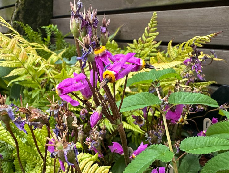 Dodecatheon meadia 'Queen Victoria' - goðalykill