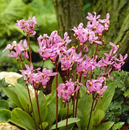 Dodecatheon meadia 'Queen Victoria' - goðalykill
