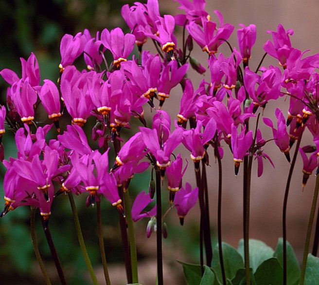 Dodecatheon pulchellum 'Red Wings' - skriðugoðalykill