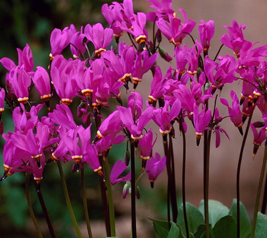 Dodecatheon pulchellum 'Red Wings' - skriðugoðalykill