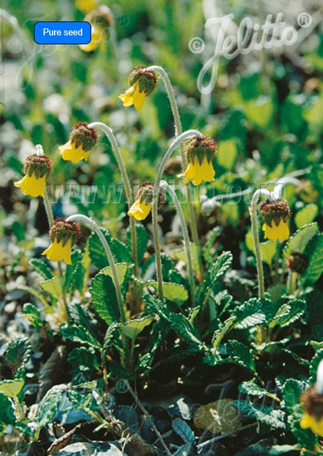 Dryas drummondii - orralauf