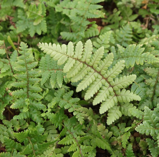 Dryopteris affinis 'Pinderi' - gulldálkur