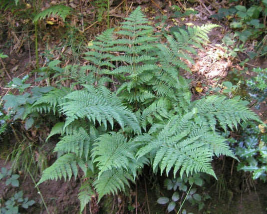 Dryopteris dilatata - flekkjadálkur