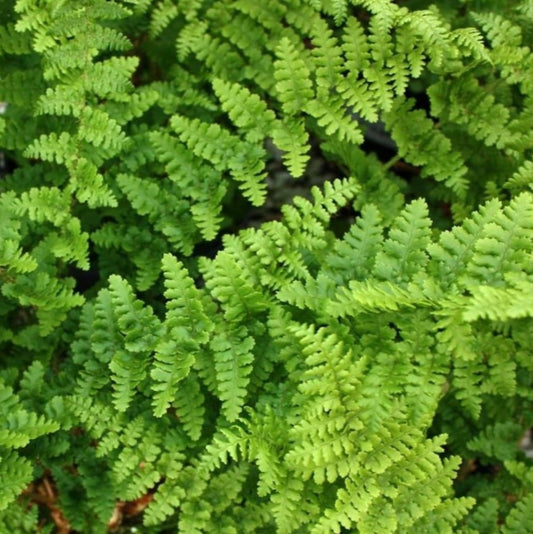Dryopteris filix-mas 'Barnesii' - stóriburkni