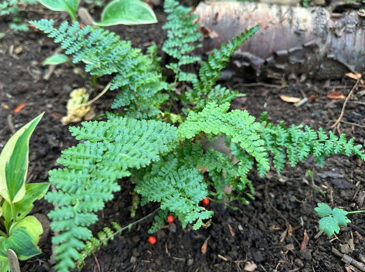 Dryopteris filix-mas 'Barnesii' - stóriburkni