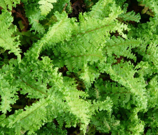 Dryopteris filix-mas 'Crispa Cristata' - stóriburkni