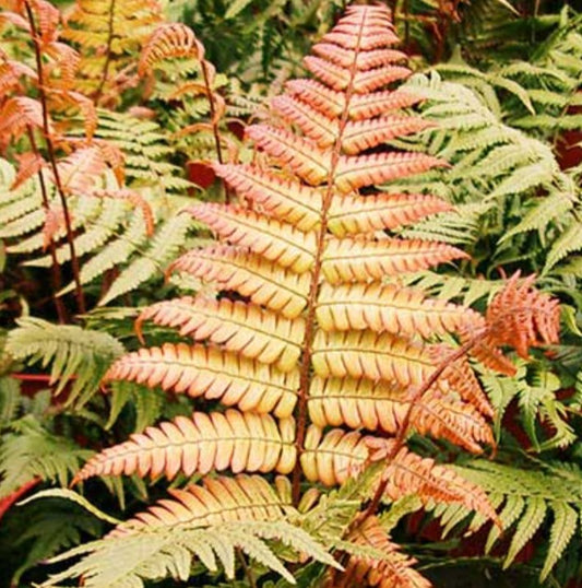 Dryopteris lepidopoda - hreisturdálkur