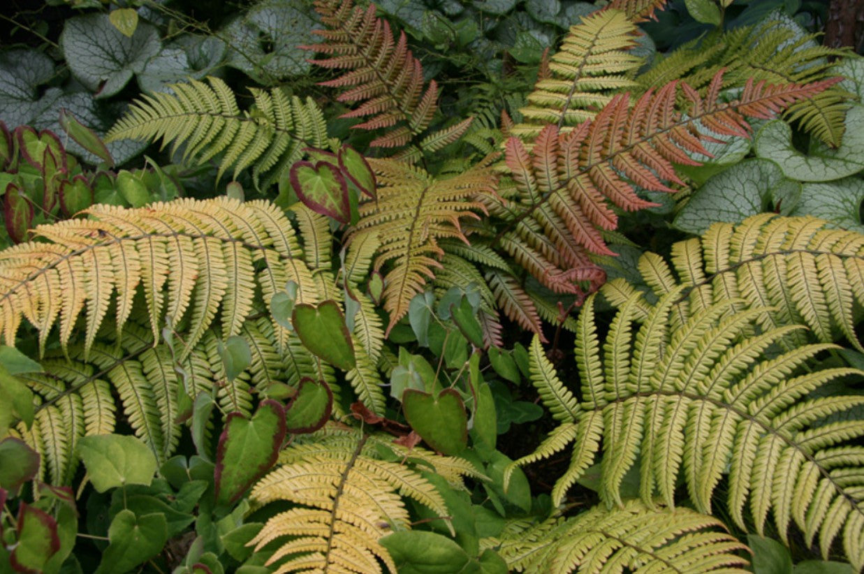 Dryopteris lepidopoda - hreisturdálkur