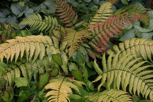 Dryopteris lepidopoda - hreisturdálkur