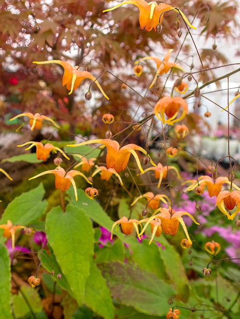 Epimedium 'Amber Queen'