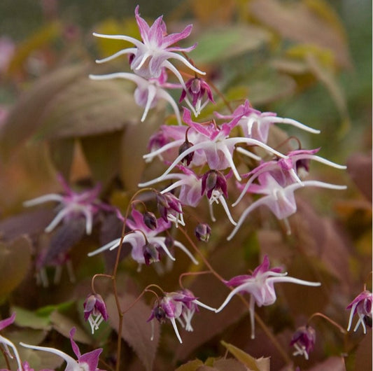 Epimedium grandiflorum 'Dark Beauty' - biskupsmítur