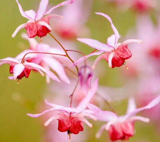 Epimedium 'Pink Elf'