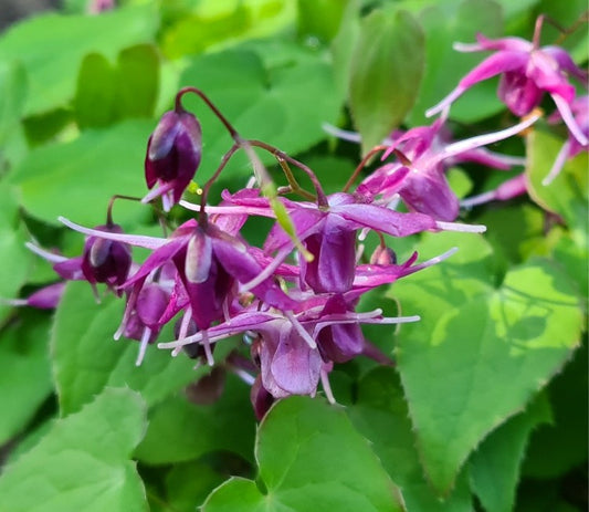 Epimedium 'Shiho' - biskupsmítur