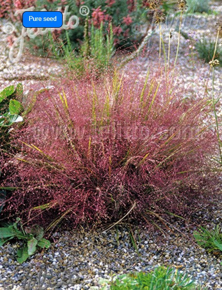 Eragrostis spectabilis - glæsihvingresi