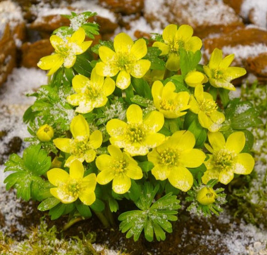 Eranthis cilicica - sumarboði