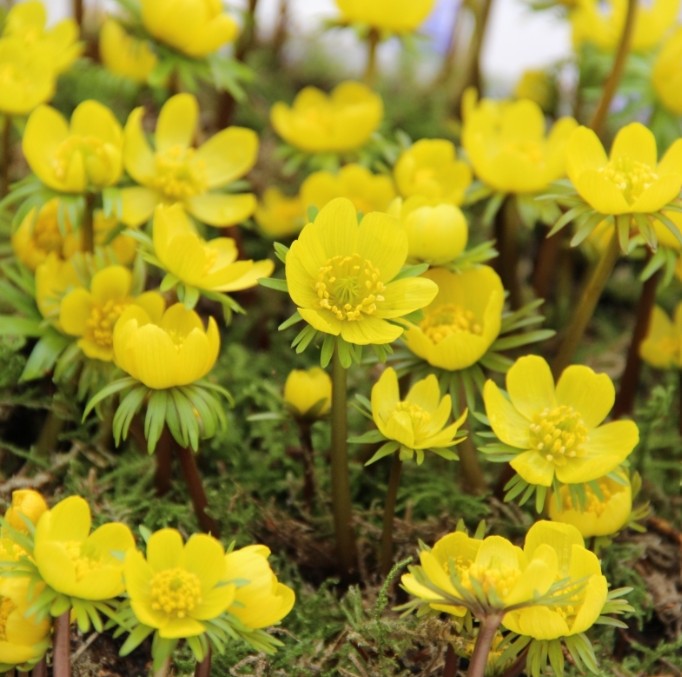 Eranthis cilicica - sumarboði