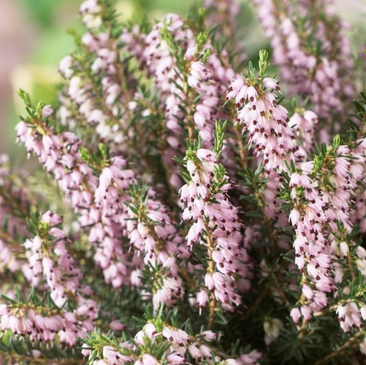 Erica x darleyensis 'Ghost Hills' - dalalyng