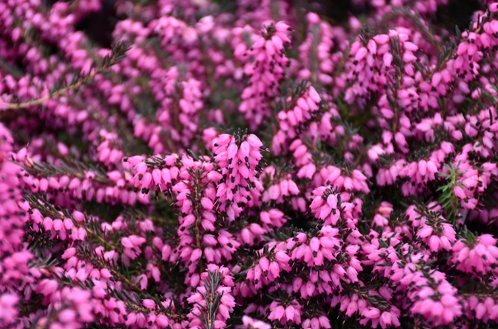 Erica x darleyensis 'Kramer's Rote' - dalalyng