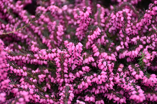 Erica x darleyensis 'Kramer's Rote' - dalalyng