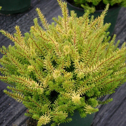 Erica x darleyensis 'Mary Helen' - dalalyng