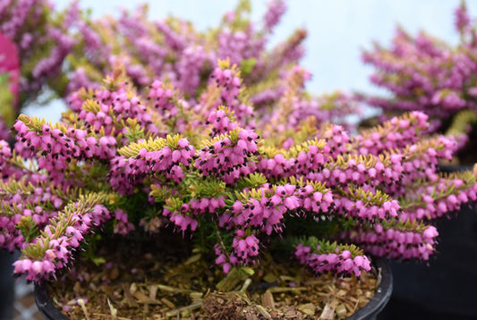 Erica x darleyensis 'Mary Helen' - dalalyng