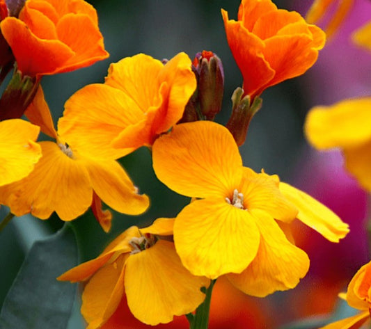 Erysimum 'Orange Bedder' - logagyllir