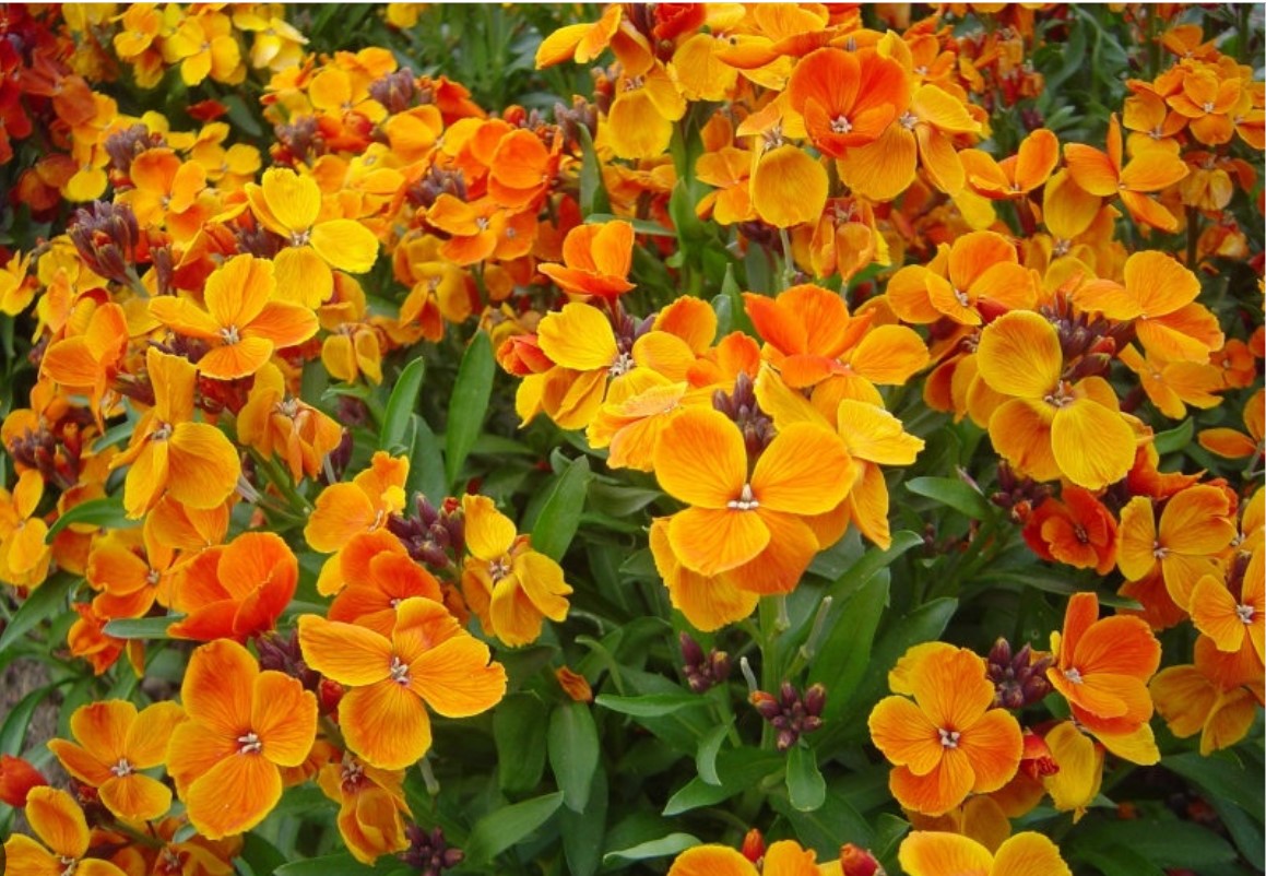 Erysimum 'Orange Bedder' - logagyllir