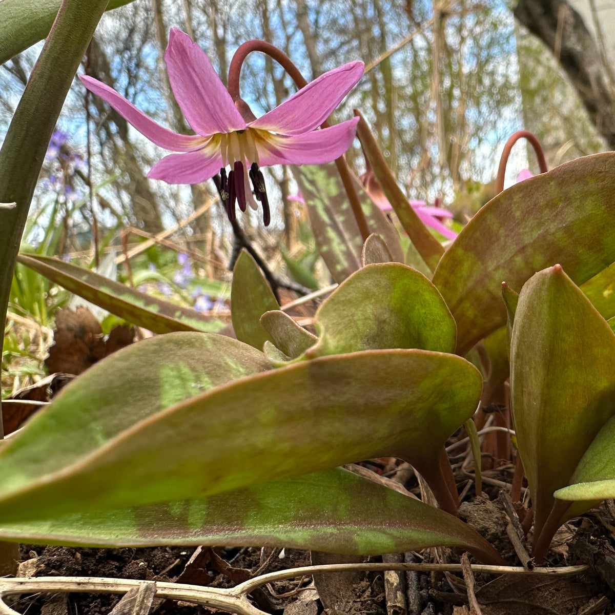 Erythronium dens-canis 'Lilac Wonder' - hundaskógarlilja