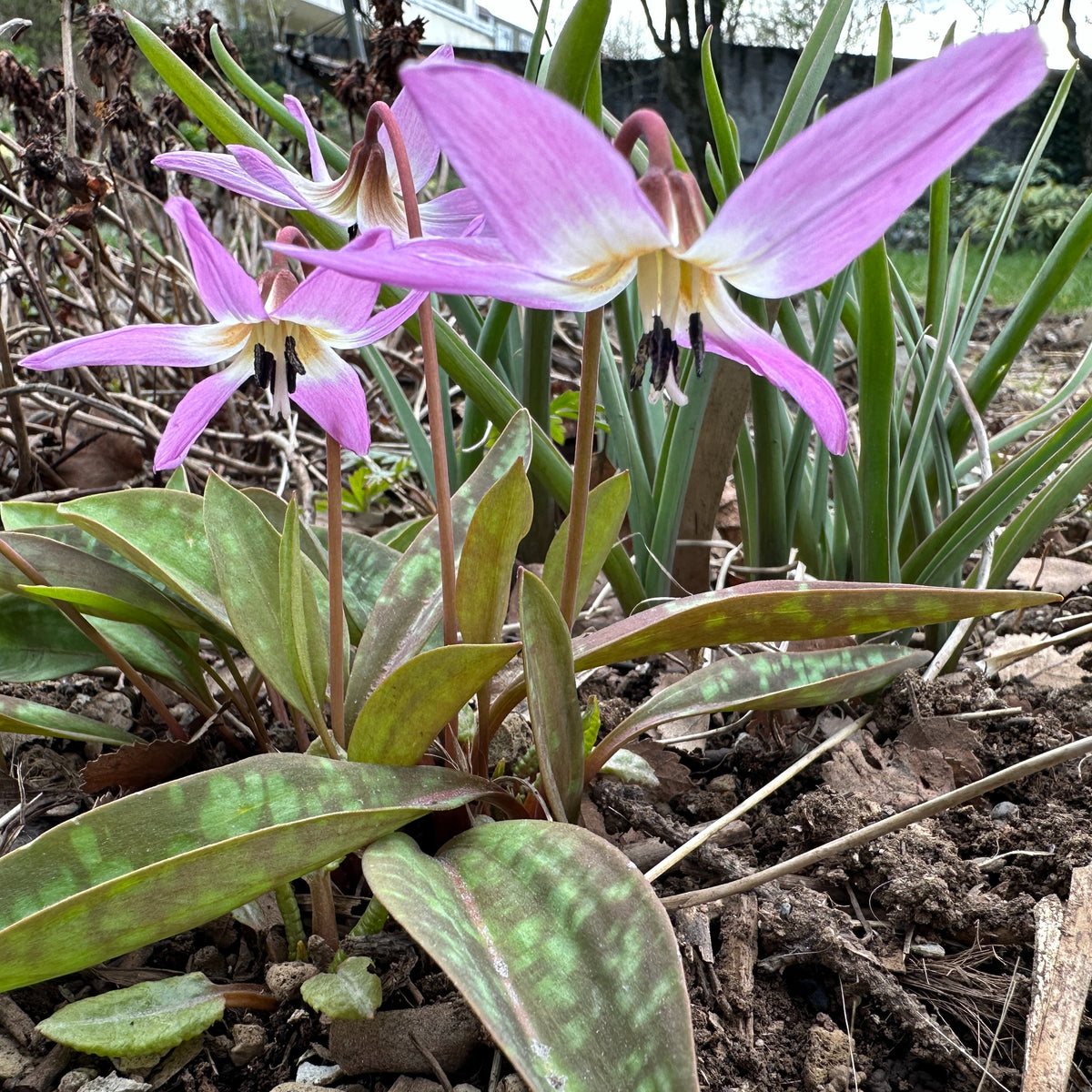 Erythronium dens-canis 'Lilac Wonder' - hundaskógarlilja