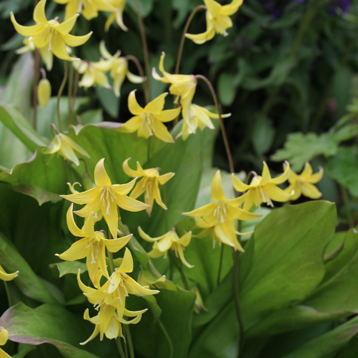 Erythronium 'Pagoda' - garðskógarlilja