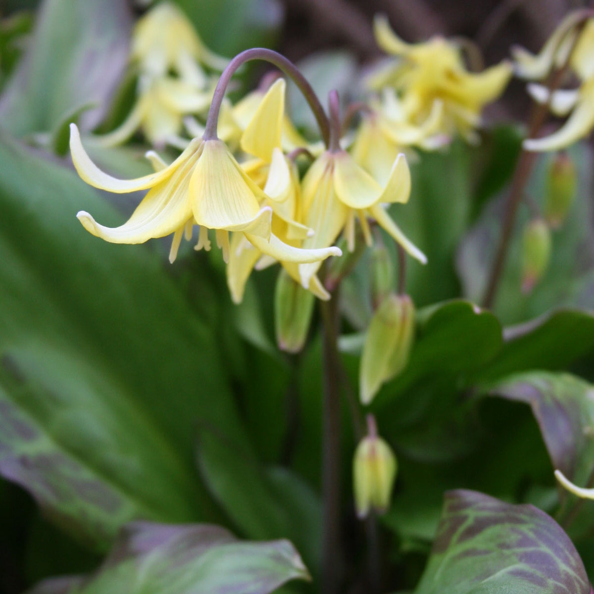 Erythronium 'Pagoda' - garðskógarlilja
