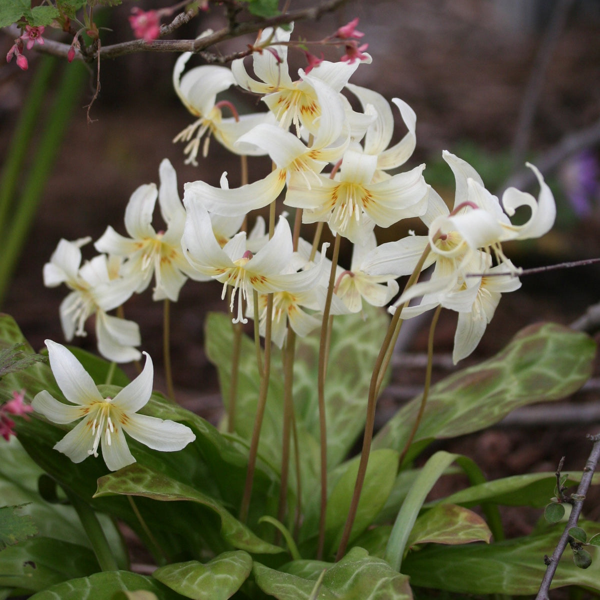 Erythronium revolutum 'White Beauty' - mjallskógarlilja