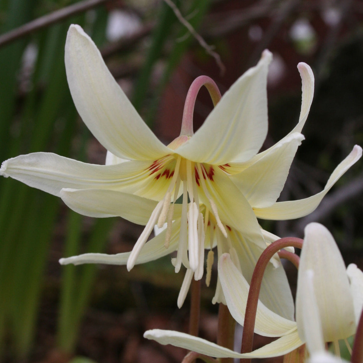 Erythronium revolutum 'White Beauty' - mjallskógarlilja
