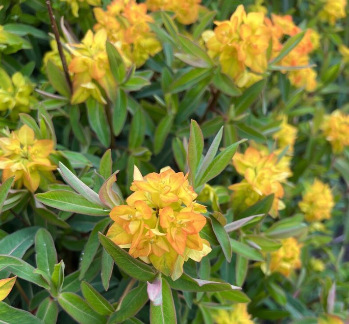 Euphorbia 'Embers Glow' - roðamjólk