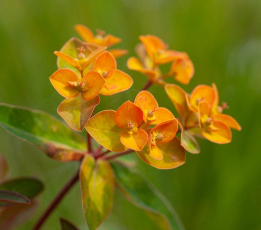 Euphorbia 'Embers Glow' - roðamjólk