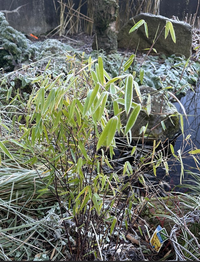 Fargesia nitida 'Black Pearl' - svartbambus
