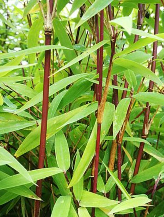 Fargesia nitida 'Volcano' - svartbambus